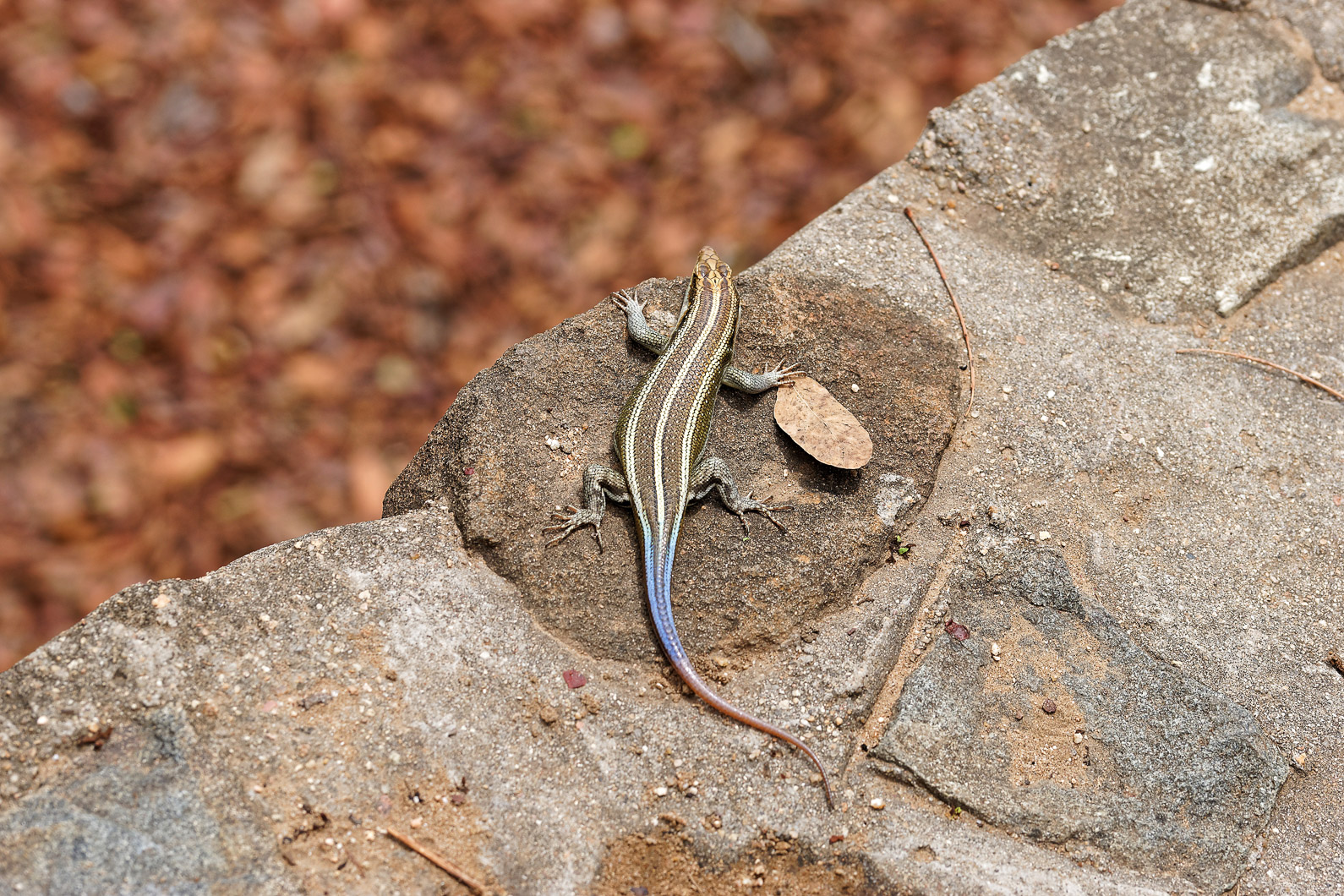 20161112 111118 Blaukehlagame